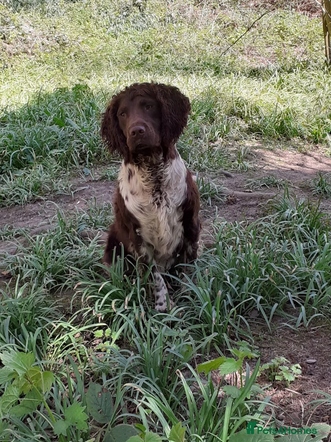 English Springer Spaniel dogs for stud: Full Health Tested Springer Spaniel For Stud in Craven Arms - Advert 2