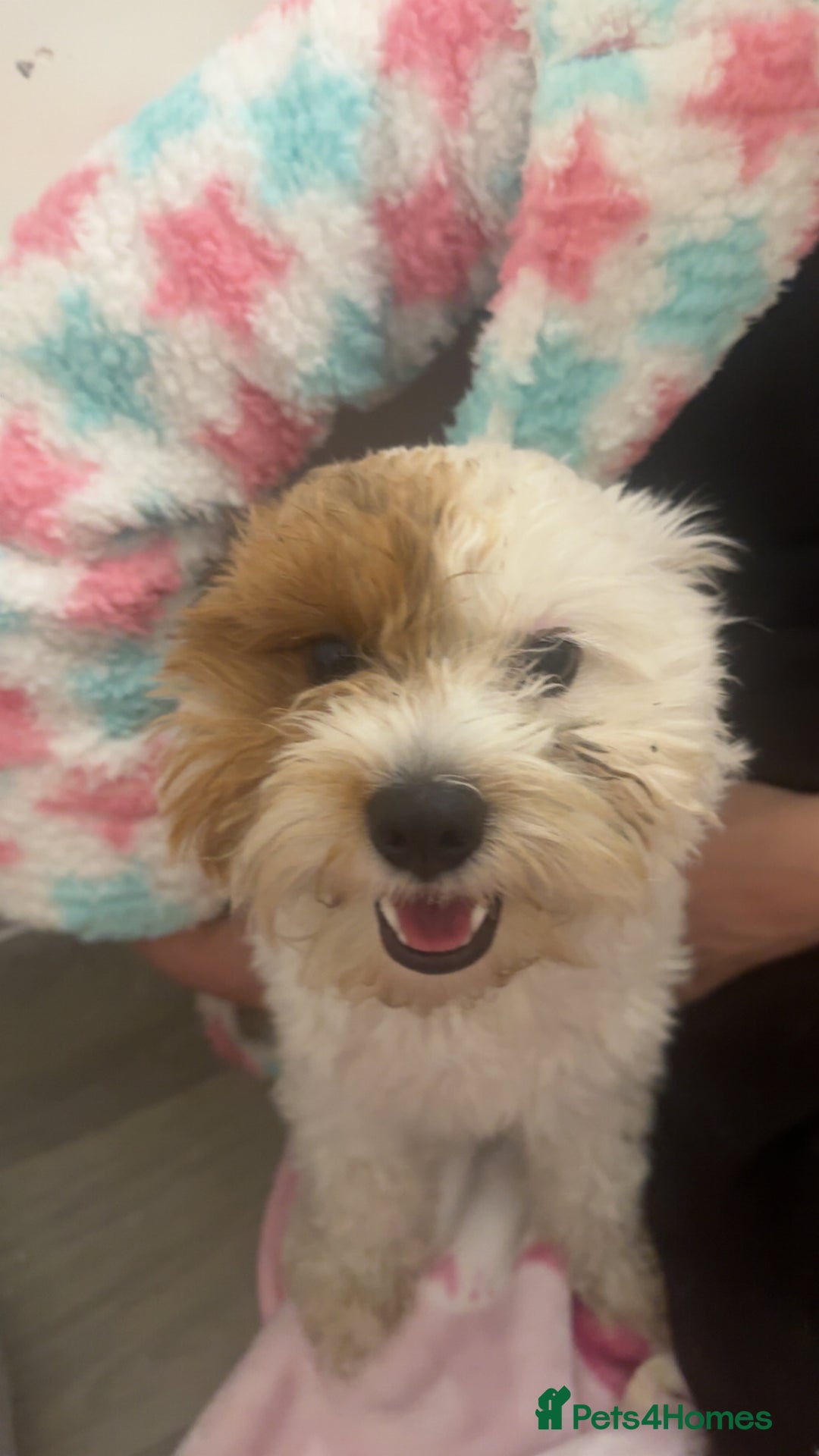 Jackapoo dogs for sale: Cavapoo x jack Russell puppies  - Image 8