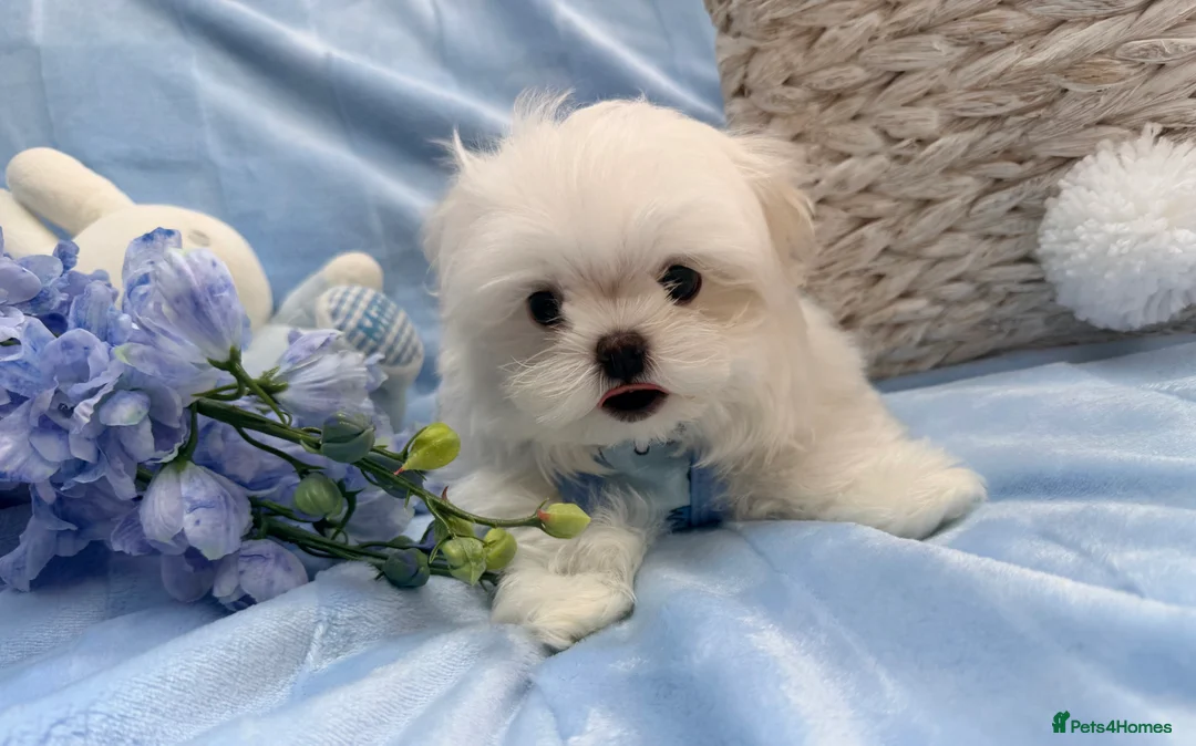 Maltese dogs for sale: Ready Now! Full Korean KC Registered little boy.  - Advert 1