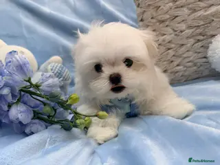 Maltese dogs Ready Now! Full Korean KC Registered little boy. - Advert 5