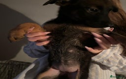 Mixed Breed dogs for sale: Beautiful Belgian Malanois x Labrador Puppies  - Image 12