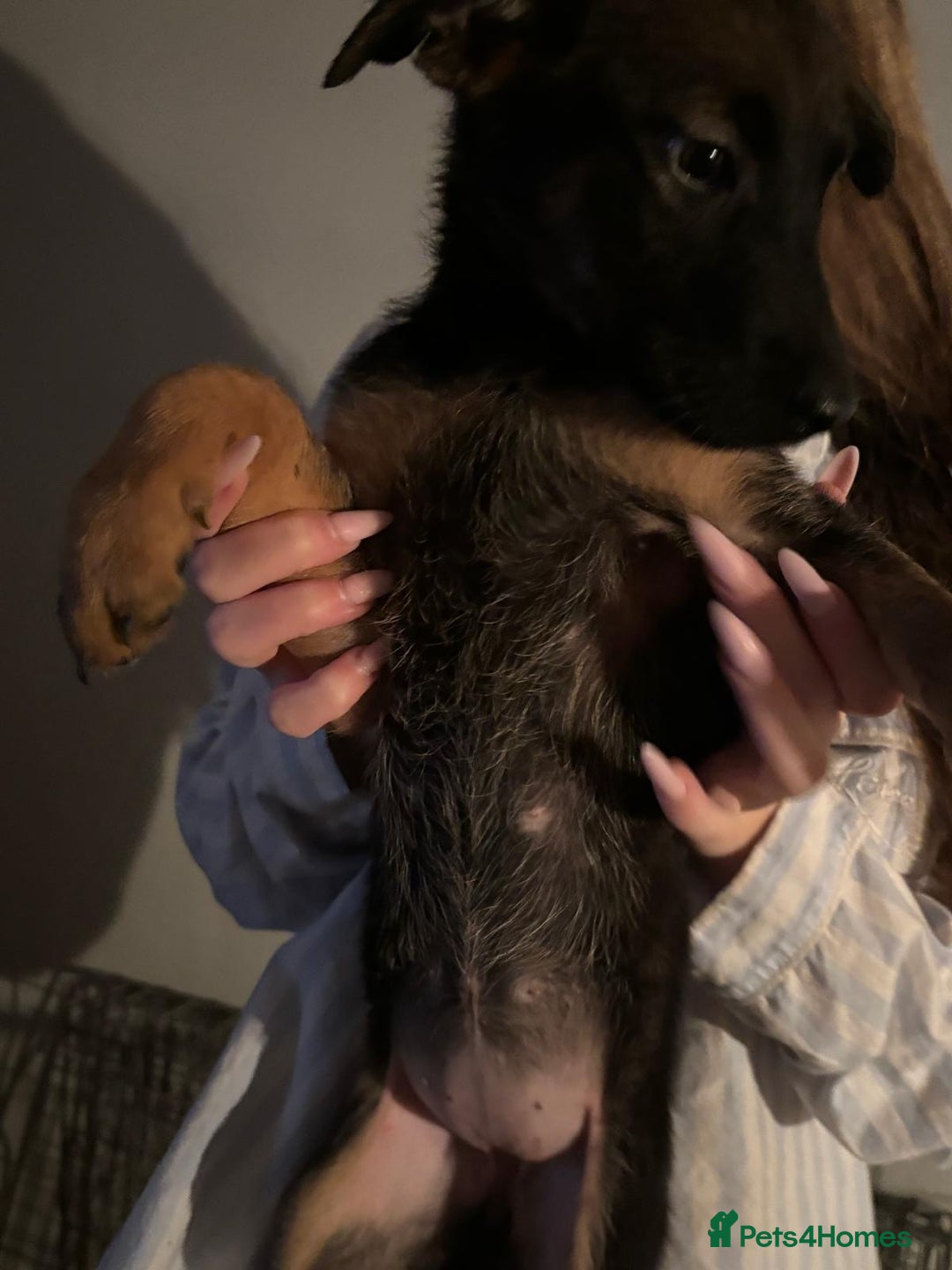 Mixed Breed dogs for sale: Beautiful Belgian Malanois x Labrador Puppies  - Image 12