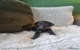 Jackapoo dogs for sale: Gorgeous Jackapoo Puppies - Image 3