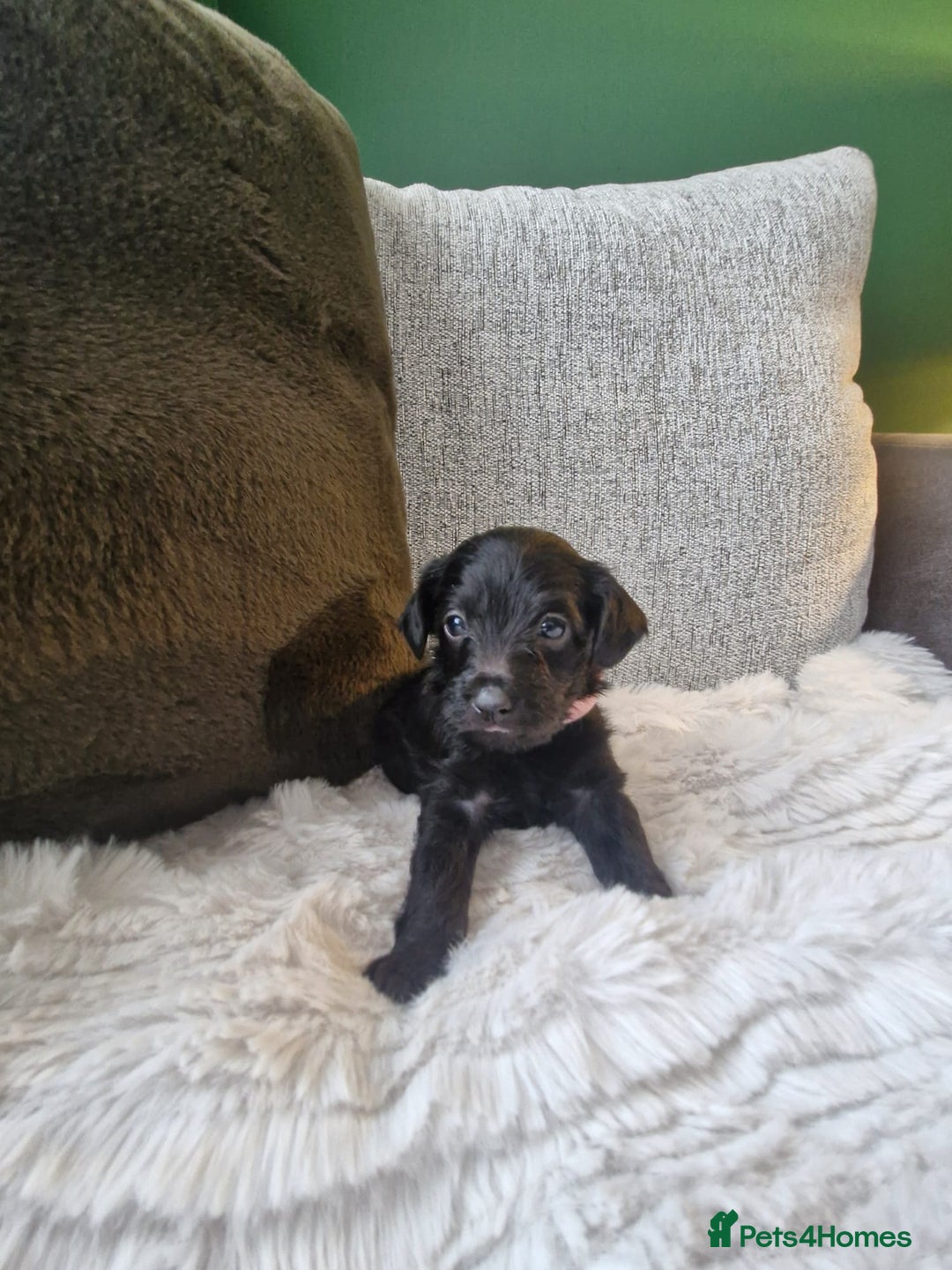 Jackapoo dogs for sale: Gorgeous Jackapoo Puppies - Image 3