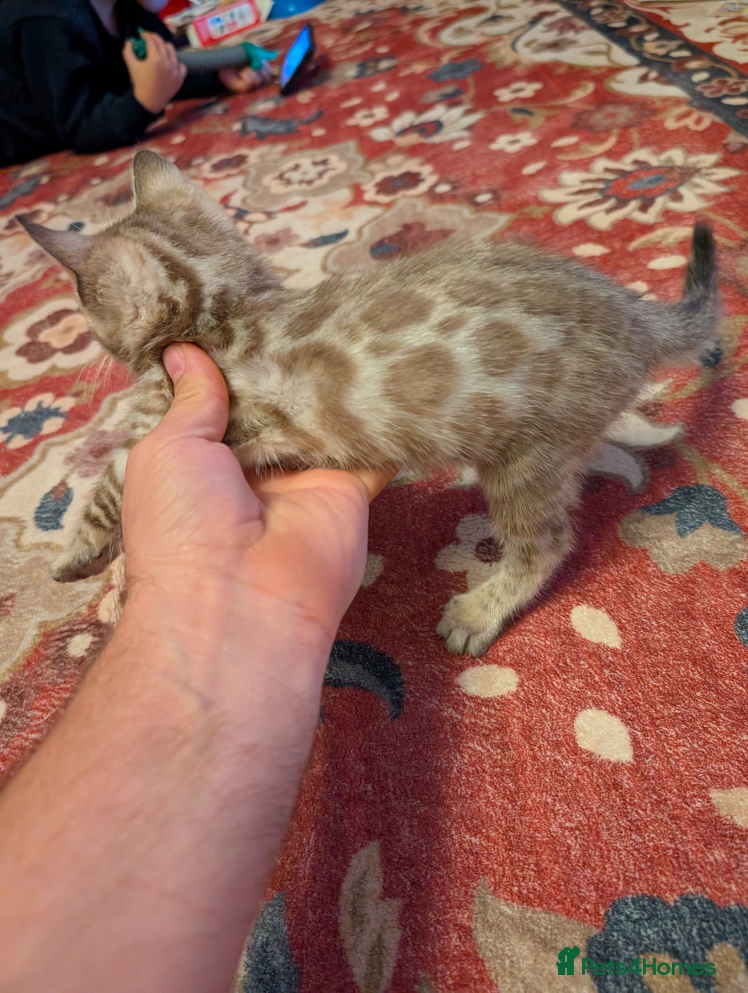 Bengal cats for sale: 7 Beautiful kittens are looking for a forever home - Image 6