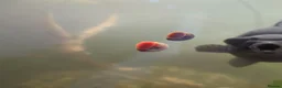 Snails invertebrates for sale: Ramshorn snails - Advert 1