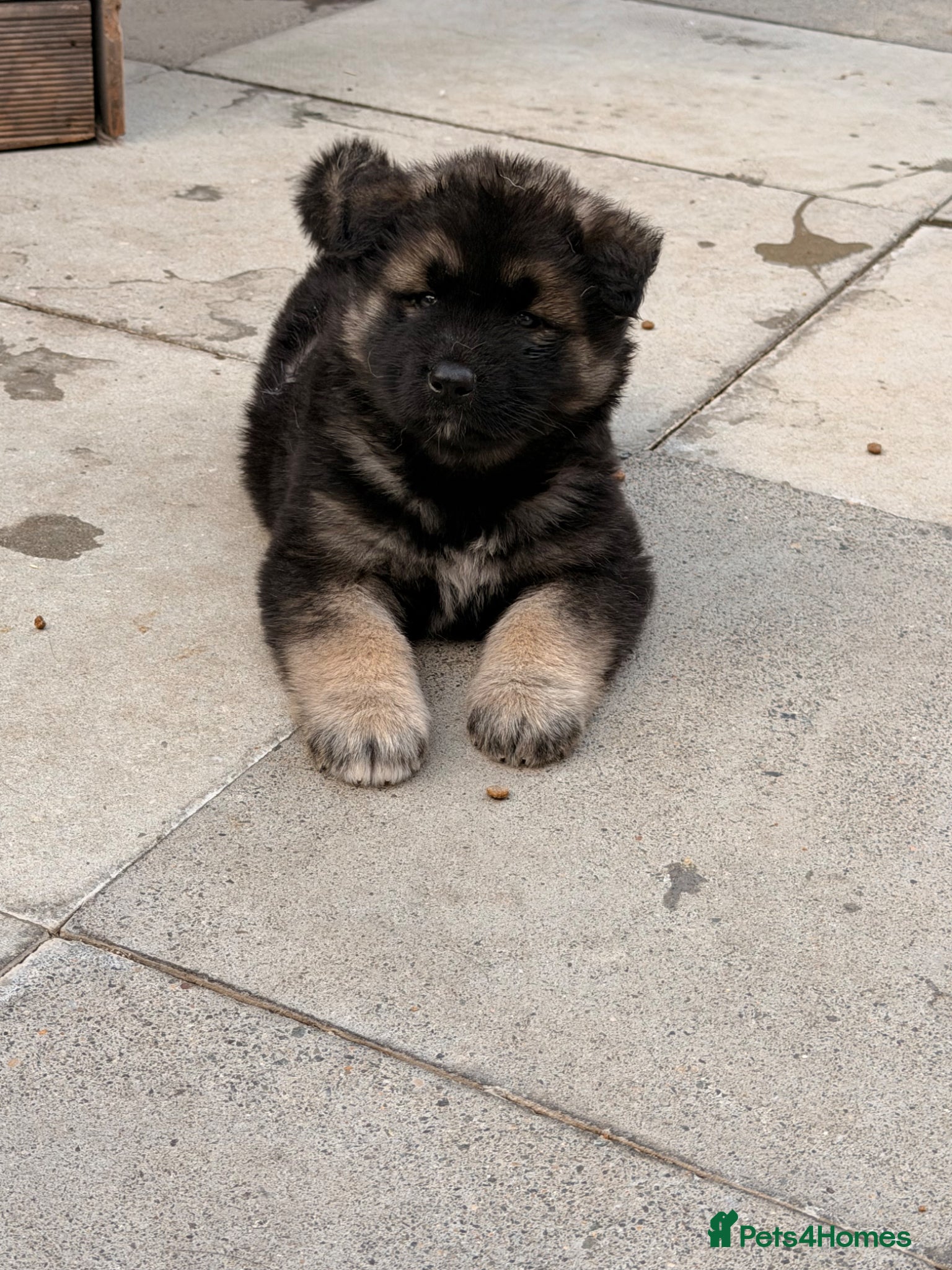 Akita dogs for sale: American Akita  - Advert 24