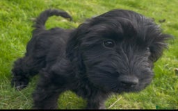 Cockapoo dogs for sale: F1 unique cockerpoo pups  - Image 15