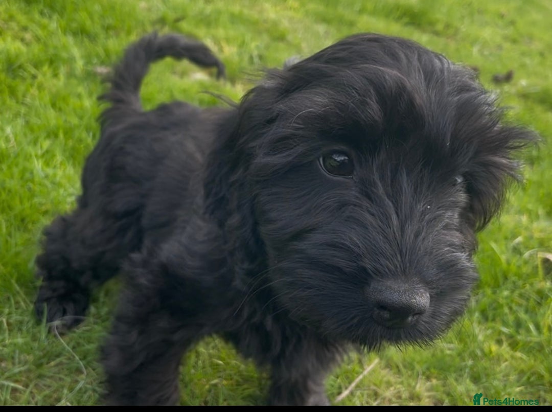 Cockapoo dogs for sale: F1 unique cockerpoo pups  - Image 15