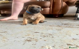 Mixed Breed dogs for sale: F1 bullherder puppies  - Image 16
