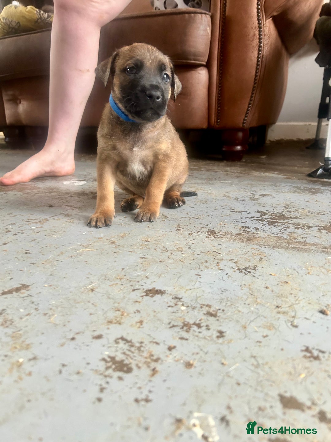Mixed Breed dogs for sale: F1 bullherder puppies  - Image 16