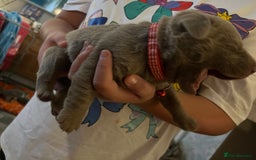 Labrador Retriever dogs for sale: Kc dna clear silver Labrador pups  - Image 10