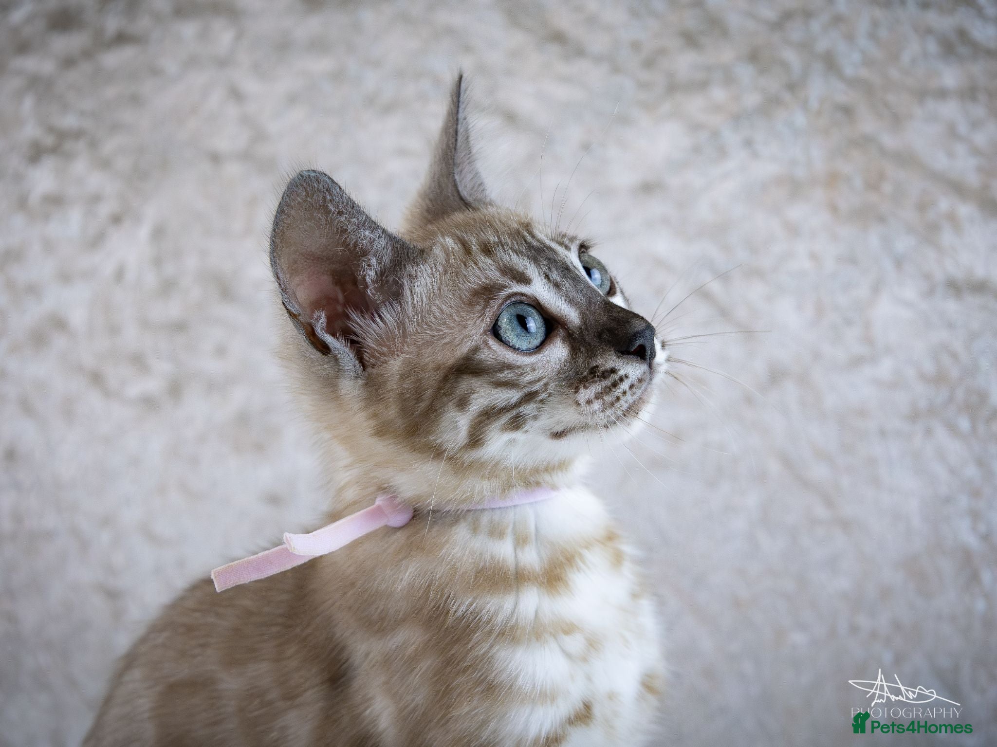Bengal cats Last Kitten left ✨️ Seraphina ✨️ - Advert 1