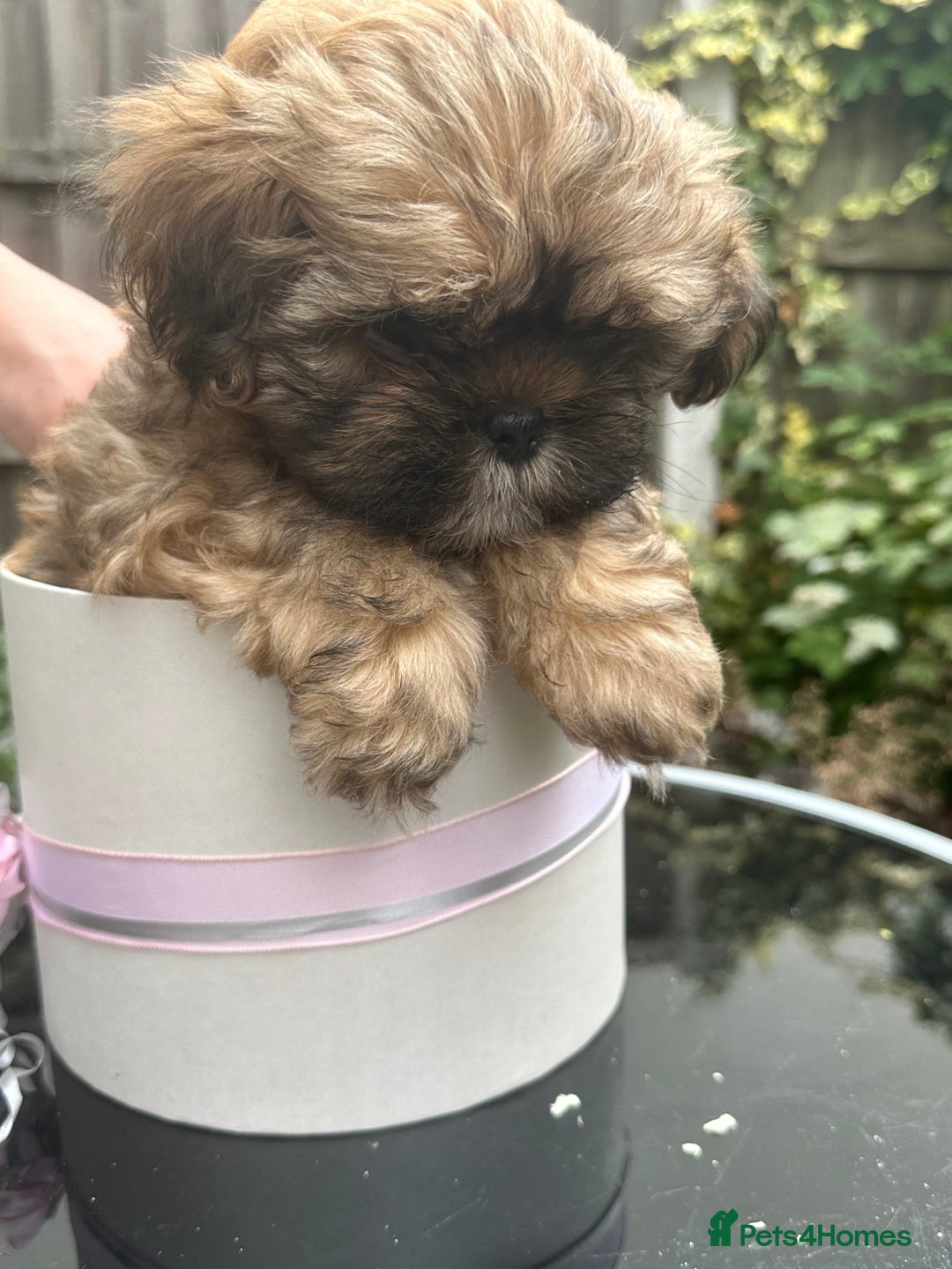 Shihpoo dogs for sale: Adorable Shihpoo Puppies - Image 3