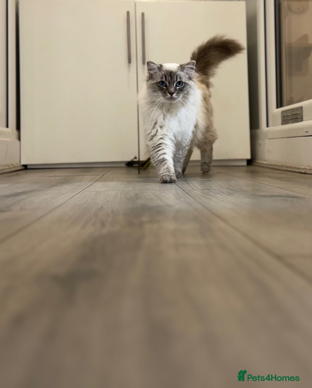 Ragdoll cats AMAZING GCCF Active Male Ragdoll  - Advert 2