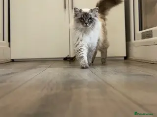 Ragdoll cats AMAZING GCCF Active Male Ragdoll - Advert 2