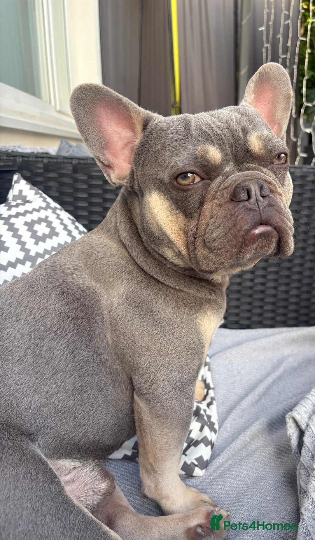 French Bulldog dogs for sale: Rocco 3yr 6mths Frenchie - Advert 2