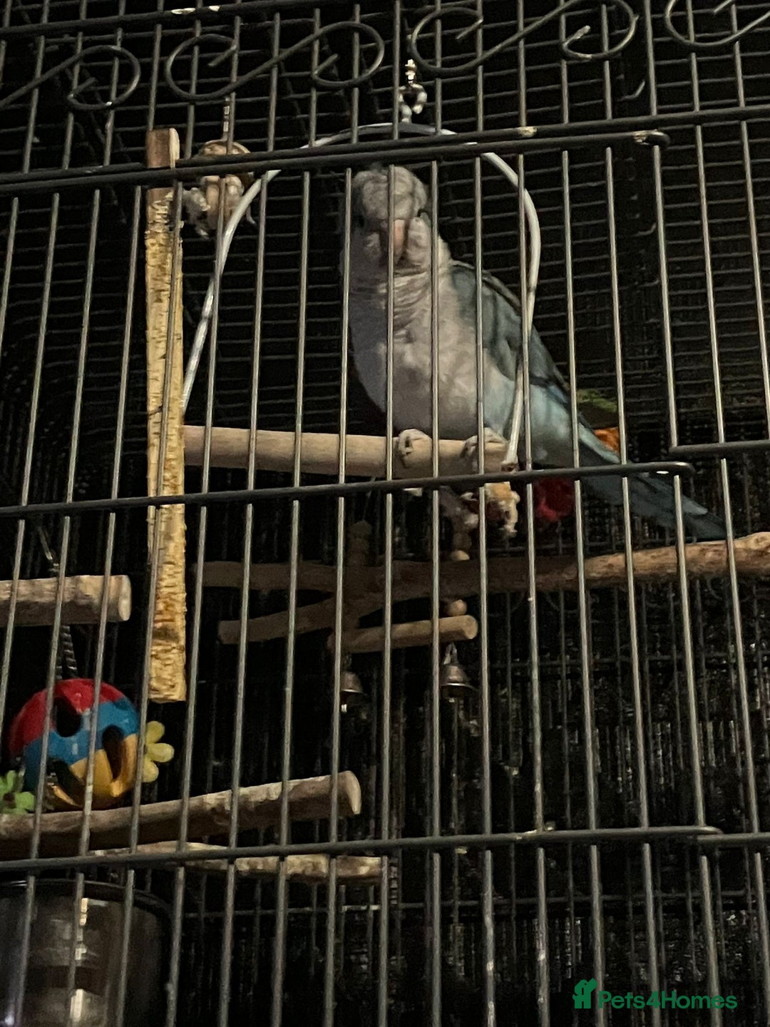 Parakeets birds for sale: Blue and white quaker parrot  - Advert 2