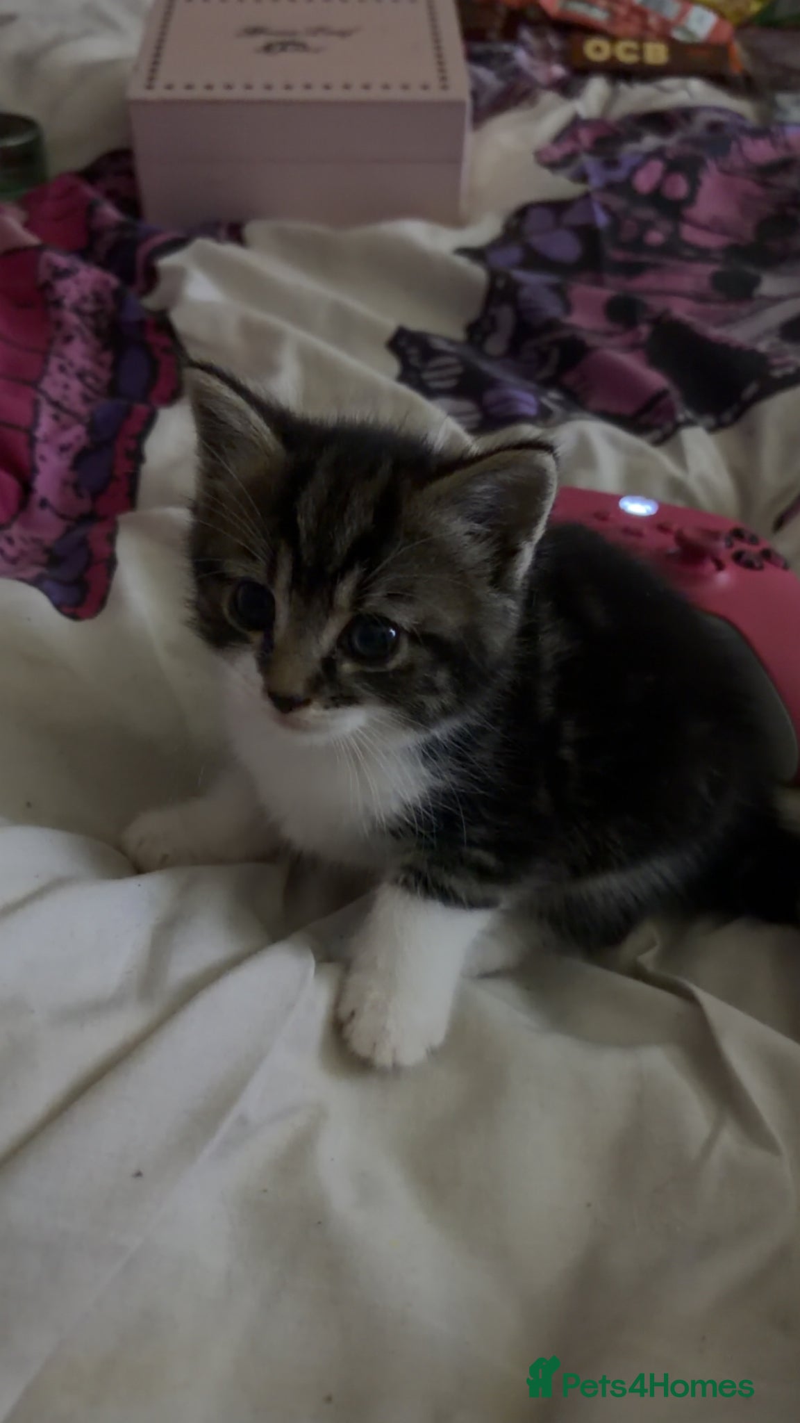 Mixed Breed cats for sale: 5 friendly playful mixed tabby kittens - Advert 6