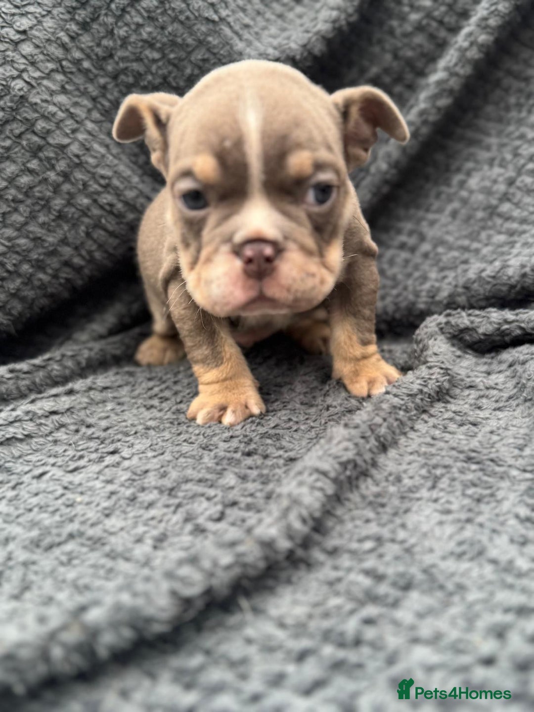 English Bulldog dogs for sale: Ready Now Beautiful English Bull Dogs KC reg  - Image 3