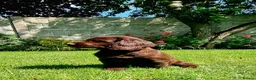 Sprocker dogs for sale: Stunning Sprocker Spaniel puppies  in Mansfield - Advert 9