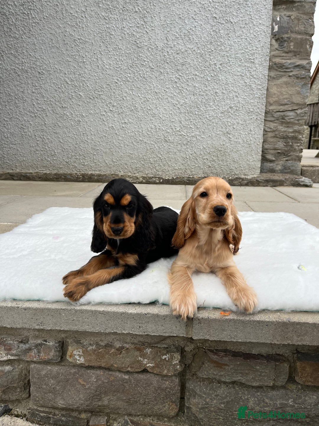 Cocker Spaniel dogs for sale: KC Health tested show type cocker spaniel puppies - Image 26