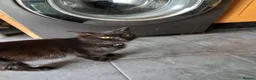 Mixed Breed cats for sale: Kittens in Widnes - Advert 2