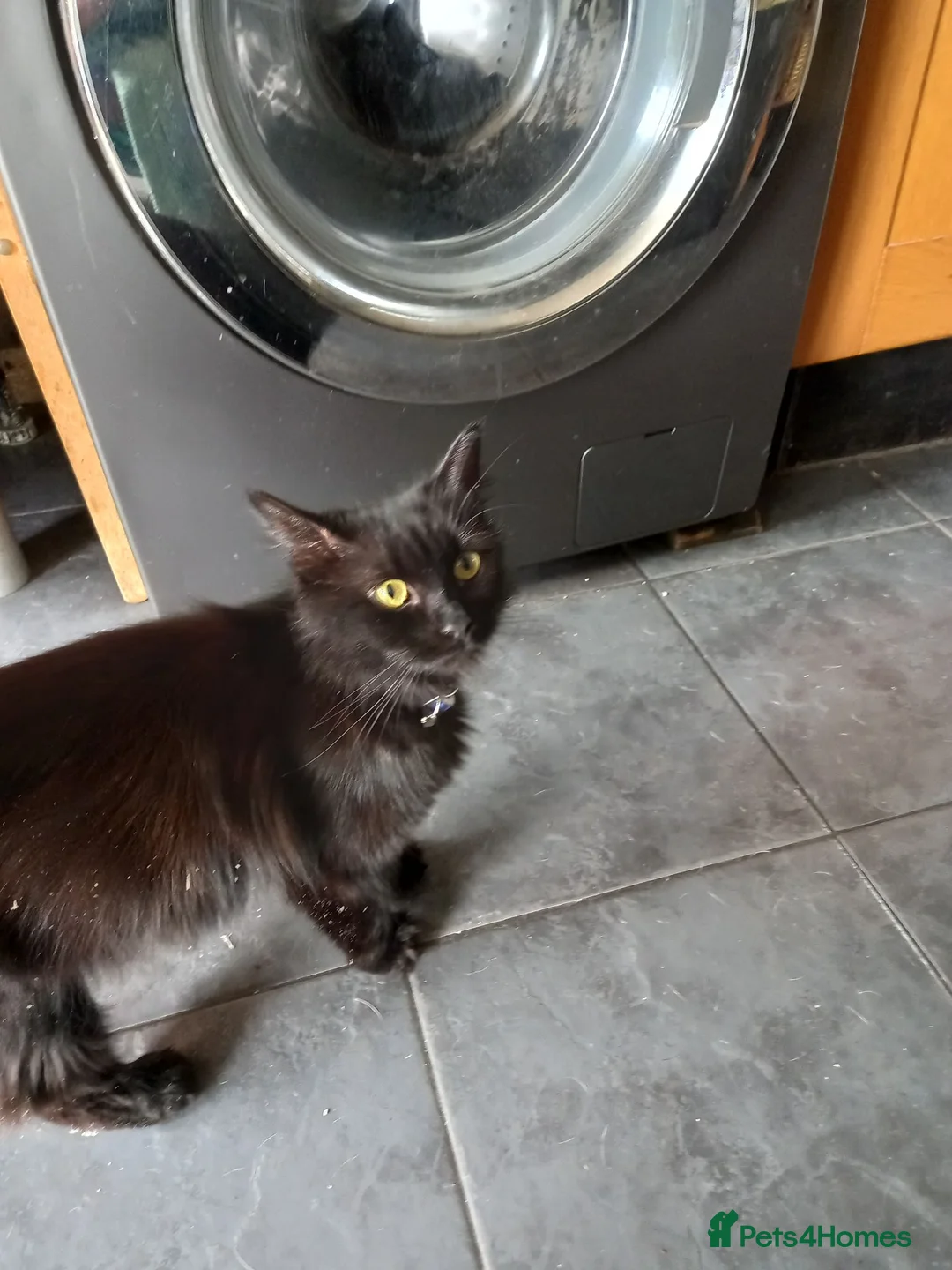 Mixed Breed cats for sale: Kittens in Widnes - Advert 2