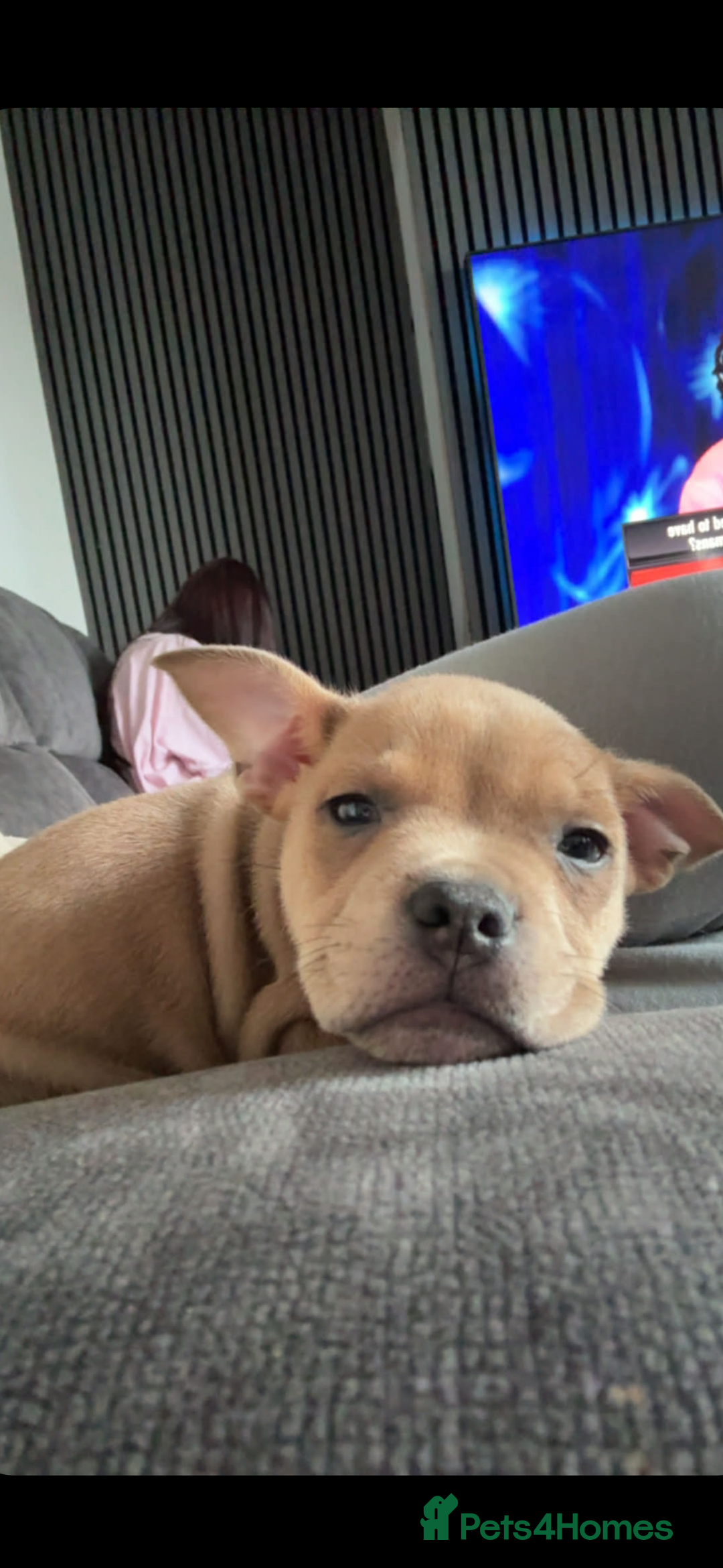 Mixed Breed dogs for sale: French staff (fraffy) - Advert 2