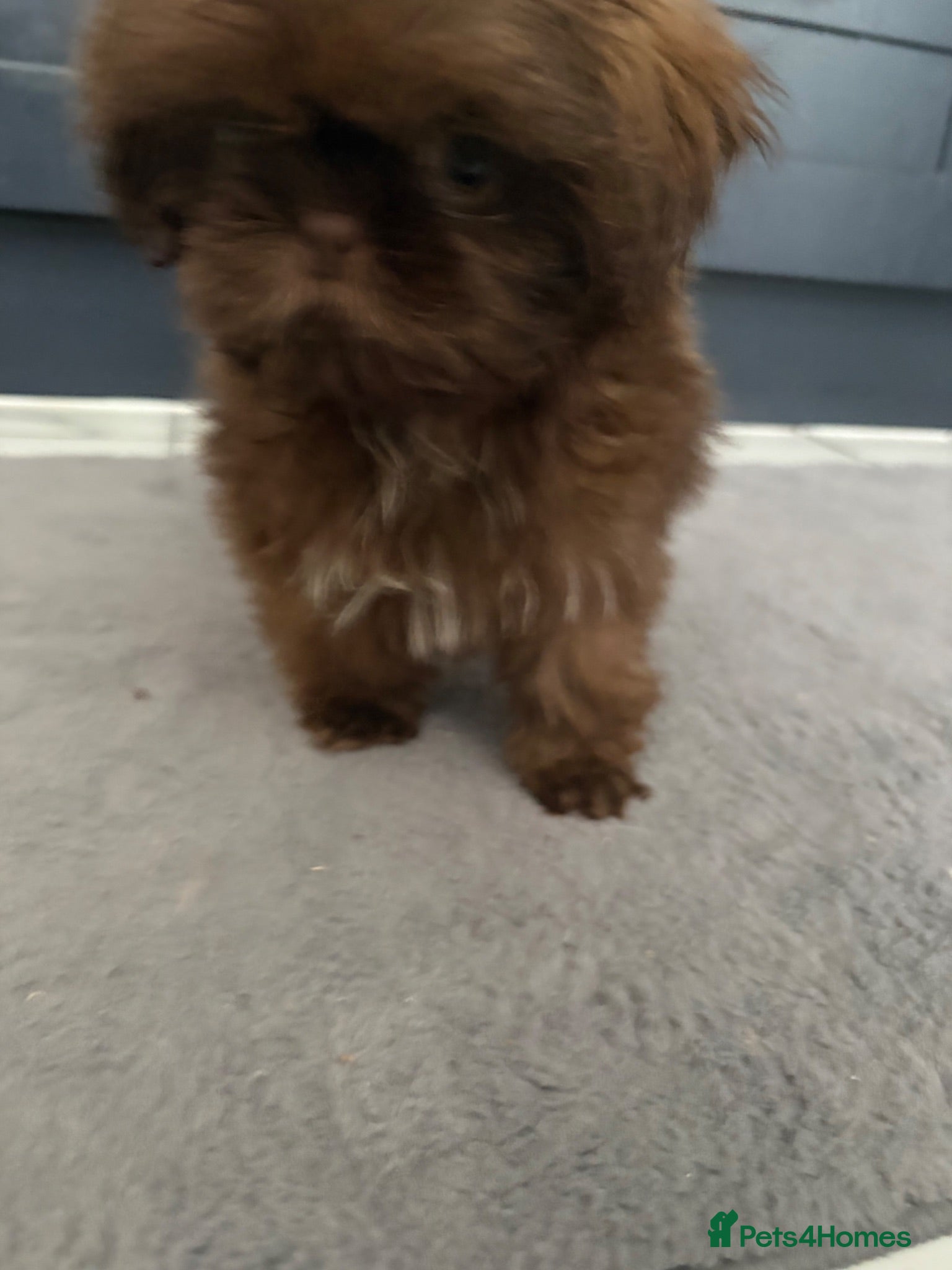 Shih Tzu dogs Reduced !Beautiful imperial choc & lav Shihzu pup  - Advert 1
