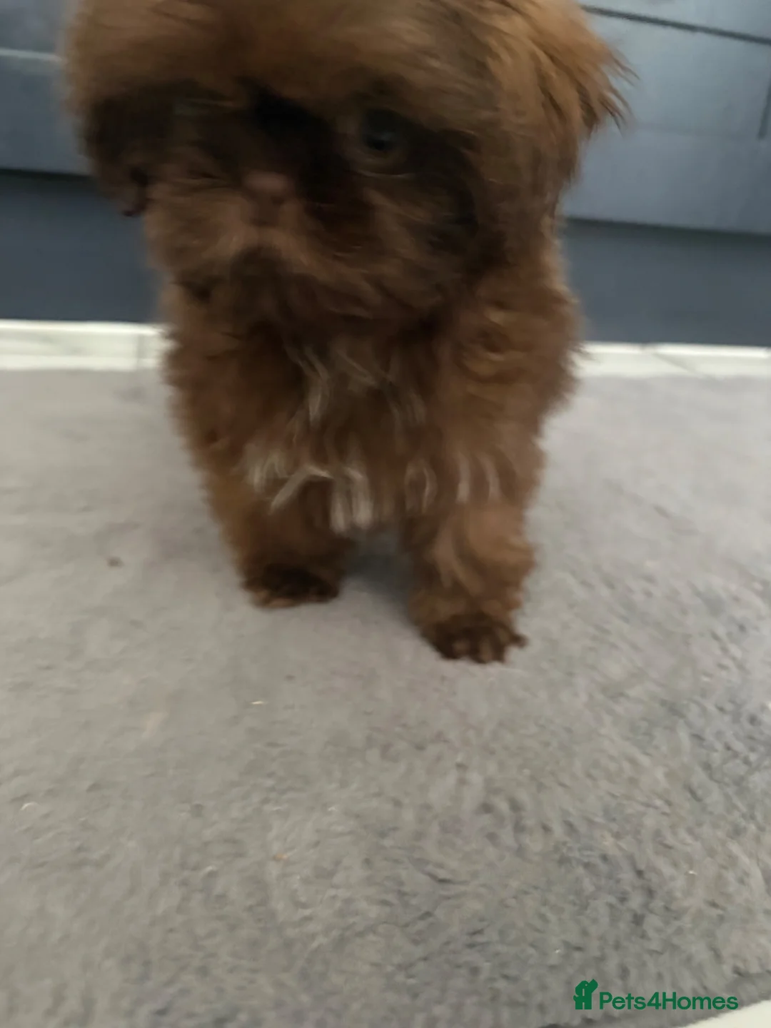 Shih Tzu dogs for sale: Reduced !Beautiful imperial choc & lav Shihzu pup  - Advert 2