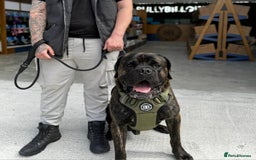 Cane Corso dogs for sale: Cane corso male - Image 2