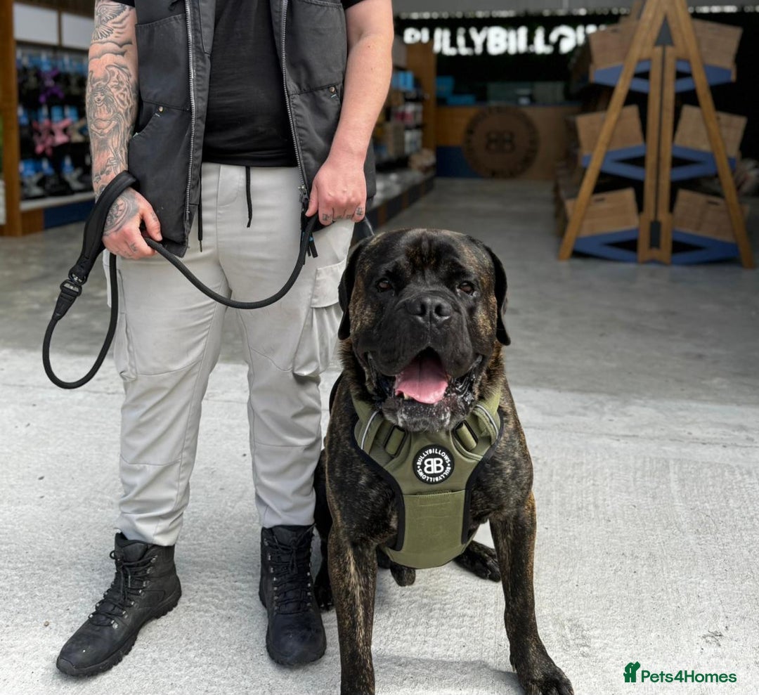 Cane Corso dogs for sale: Cane corso male - Image 2