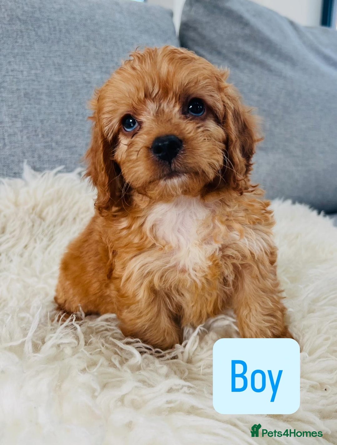 Cockapoo dogs for sale: Beautiful F1 Red/Golden Cockapoo Puppies - Image 11