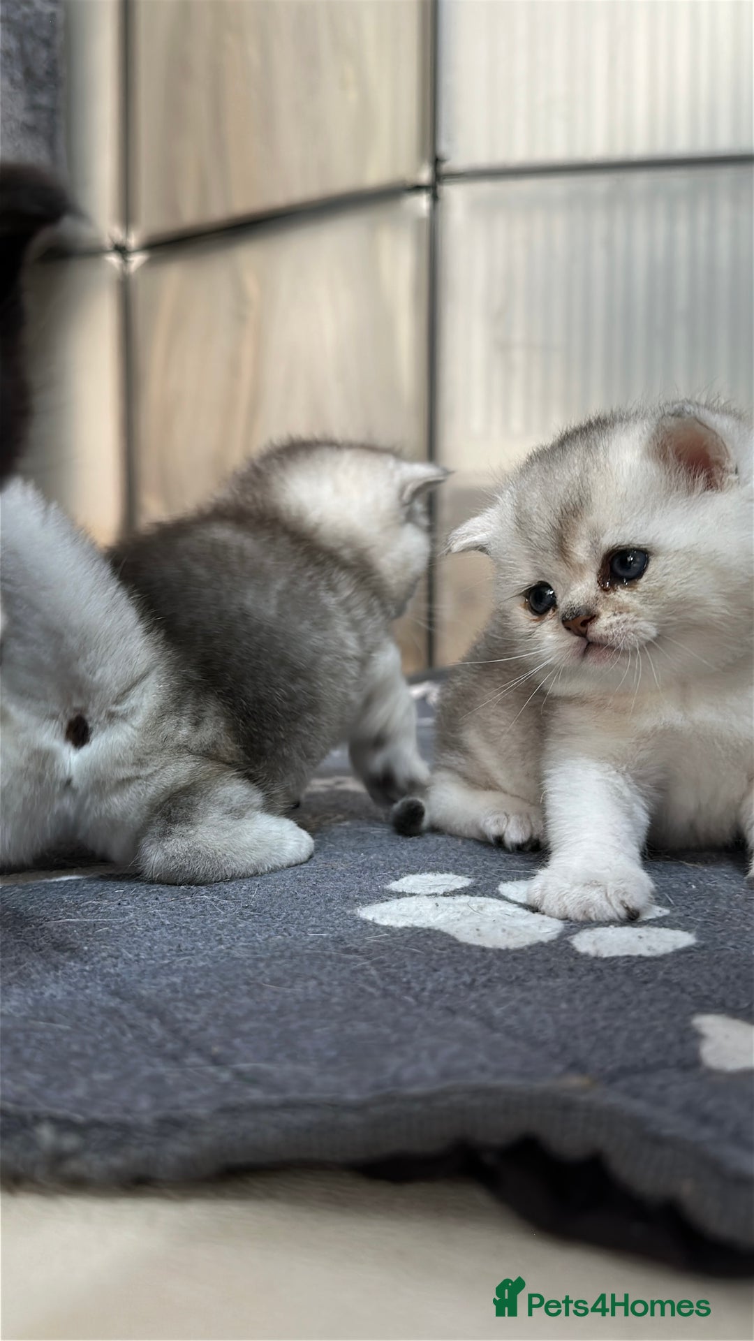 British Shorthair cats for sale: Adorable Kittens – Ready for Reservation  - Image 10
