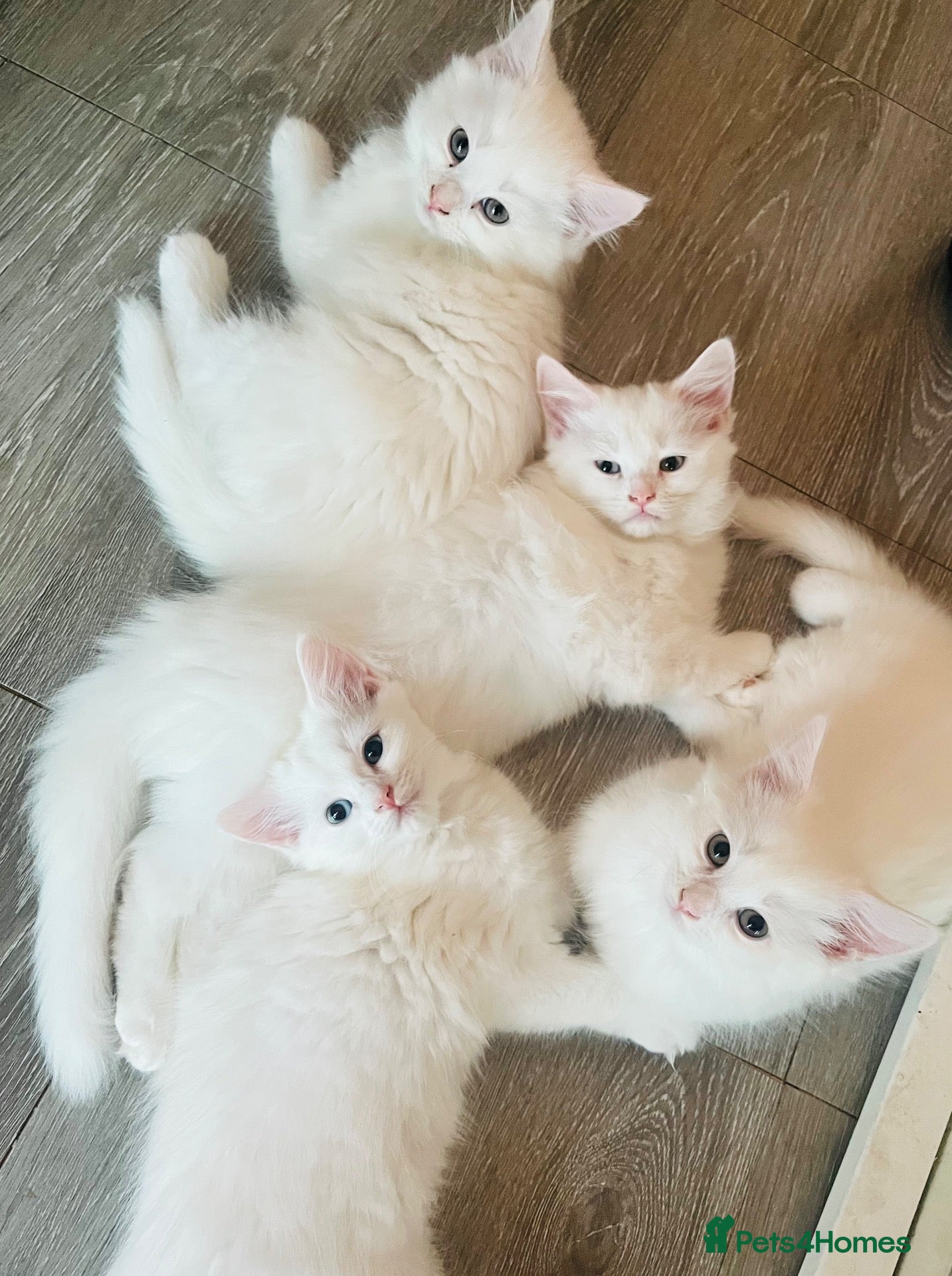 Persian cats Persian cross Angora kittens r - Advert 17