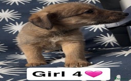 Mixed Breed dogs for sale: Bedlington whippet puppies - Image 24