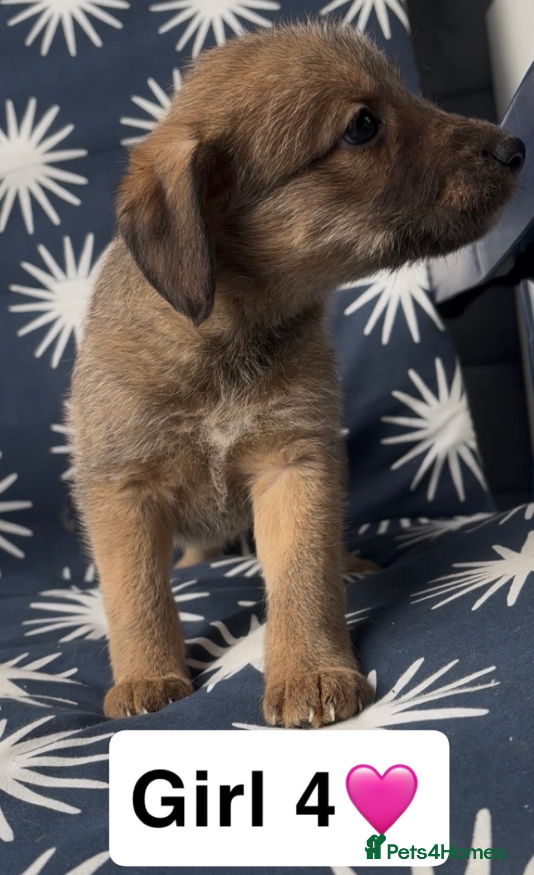 Mixed Breed dogs for sale: Bedlington whippet puppies - Image 24