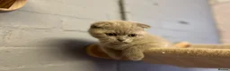 Scottish Fold cats for sale: 🐾Boy Kitten available 🐾 in Hitchin - Advert 6