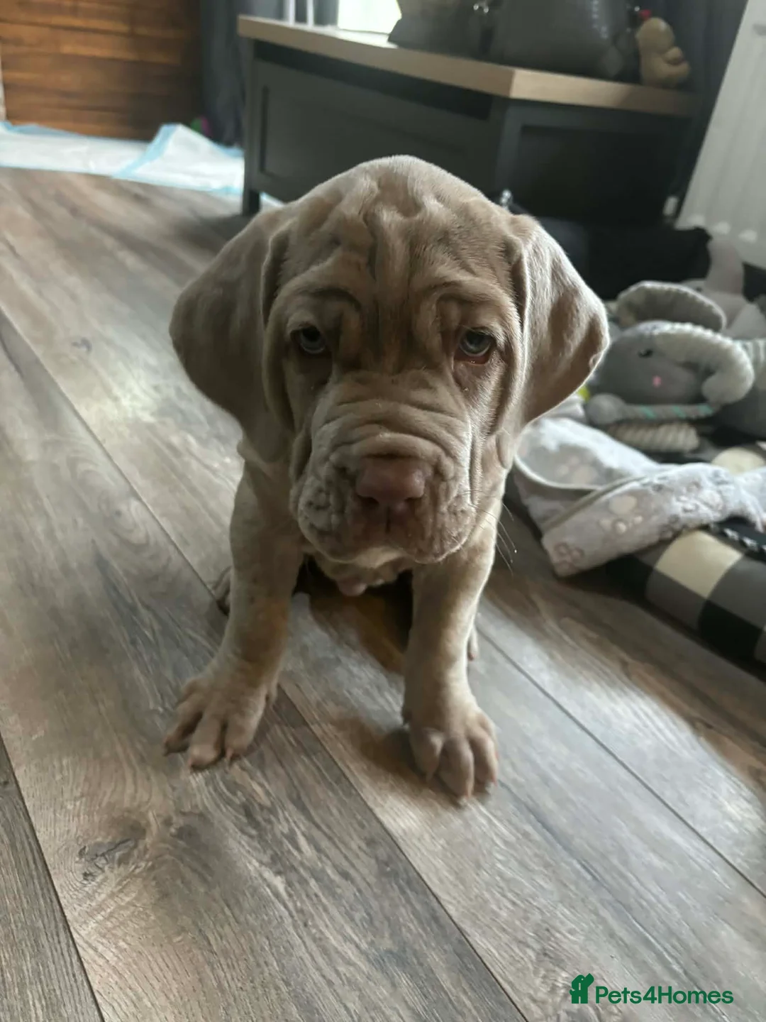 Neapolitan Mastiff dogs for sale: Female Neapolitan Mastiff (6 months old)  - Advert 10