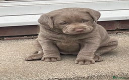 Labrador Retriever dogs for sale: Stunning kc silver Labradors  - Image 4