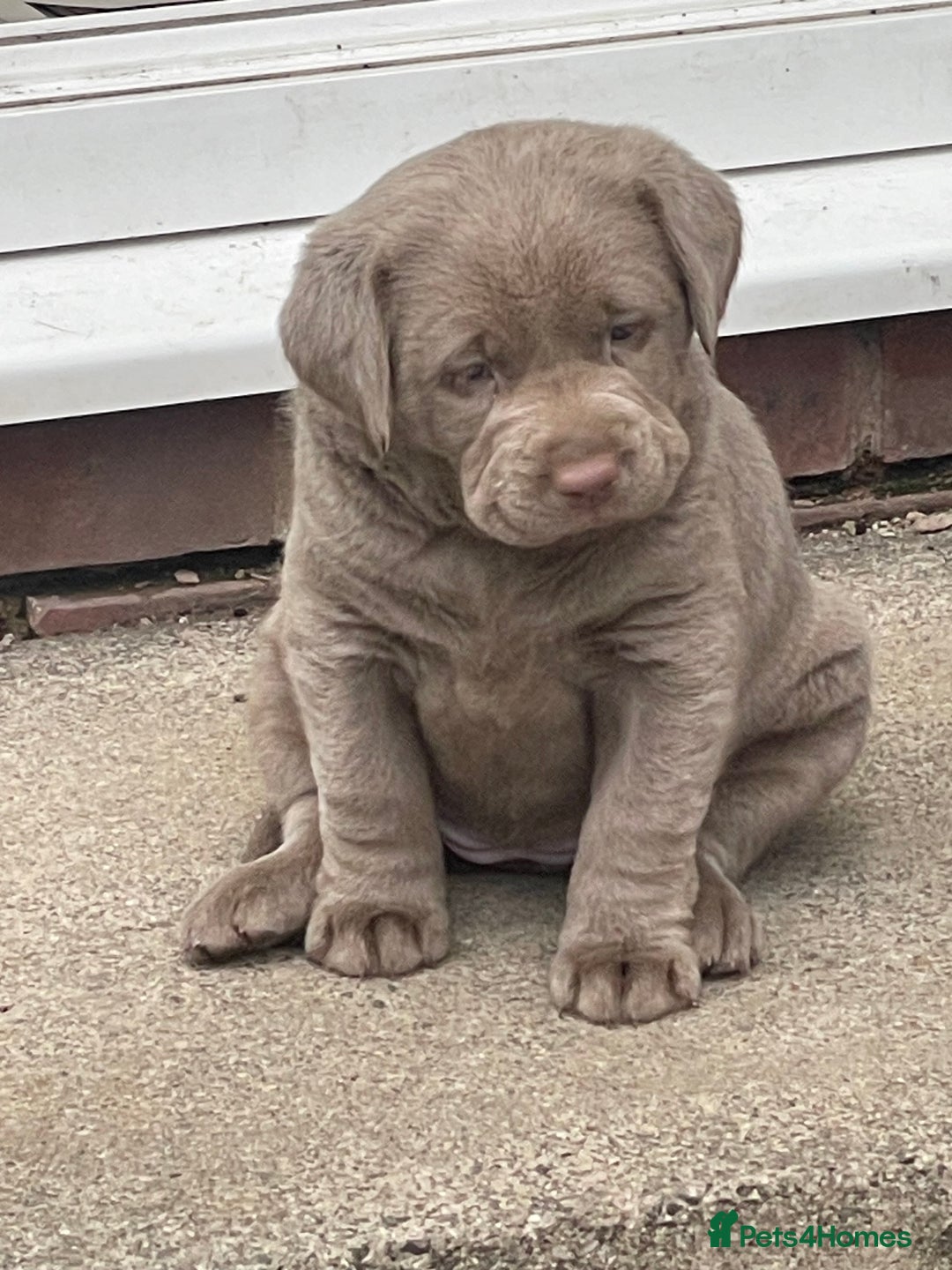 Labrador Retriever dogs for sale: Stunning kc silver Labradors  - Image 4