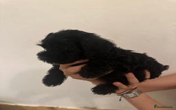 Yorkiepoo dogs for sale: 5 Beautiful F1 Yorkiepoo’s - Image 21