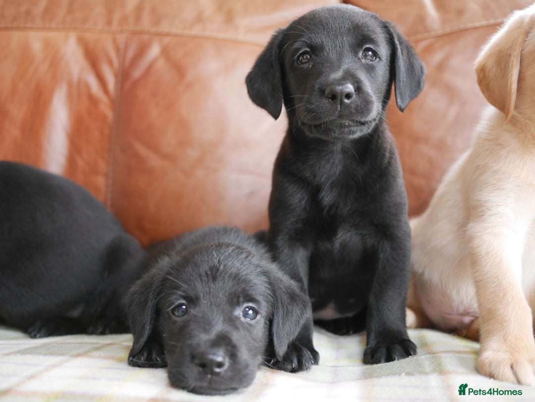 Labrador Retriever dogs for sale: Stunning Health Tested Labrador Puppies - Image 7