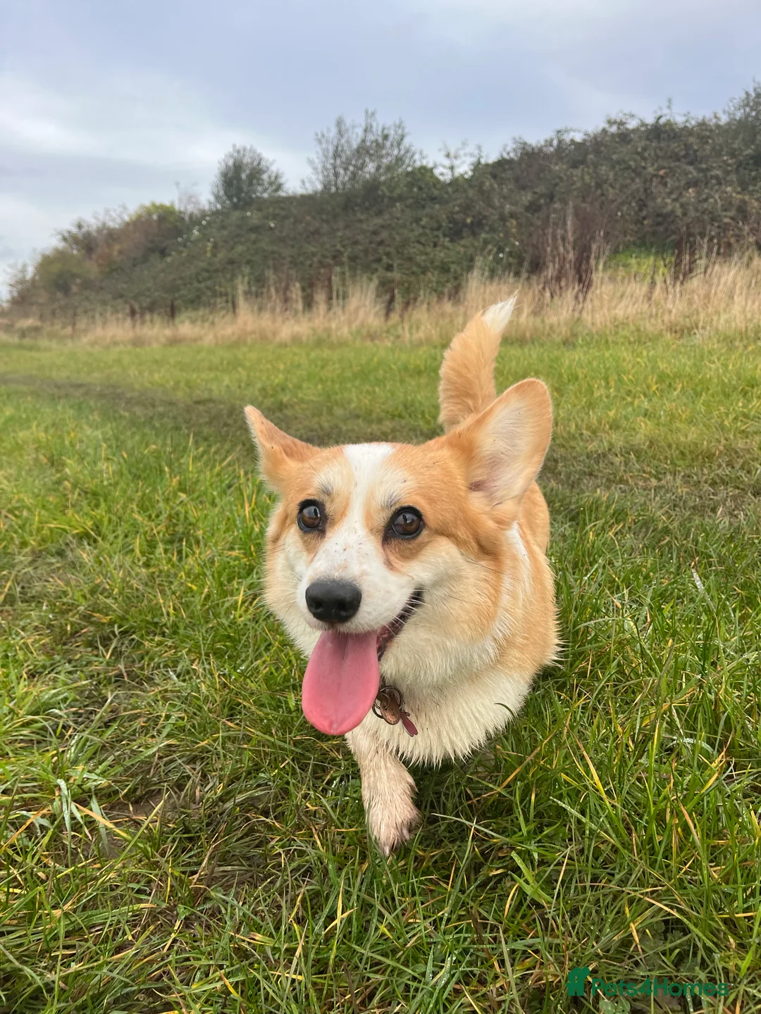 Welsh Corgi Pembroke dogs for sale: KC Welsh Pembrokeshire Corgi puppies  - Advert 8