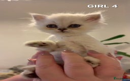 Persian cats for sale: READY NOW! Persian chinchilla kittens - Image 14