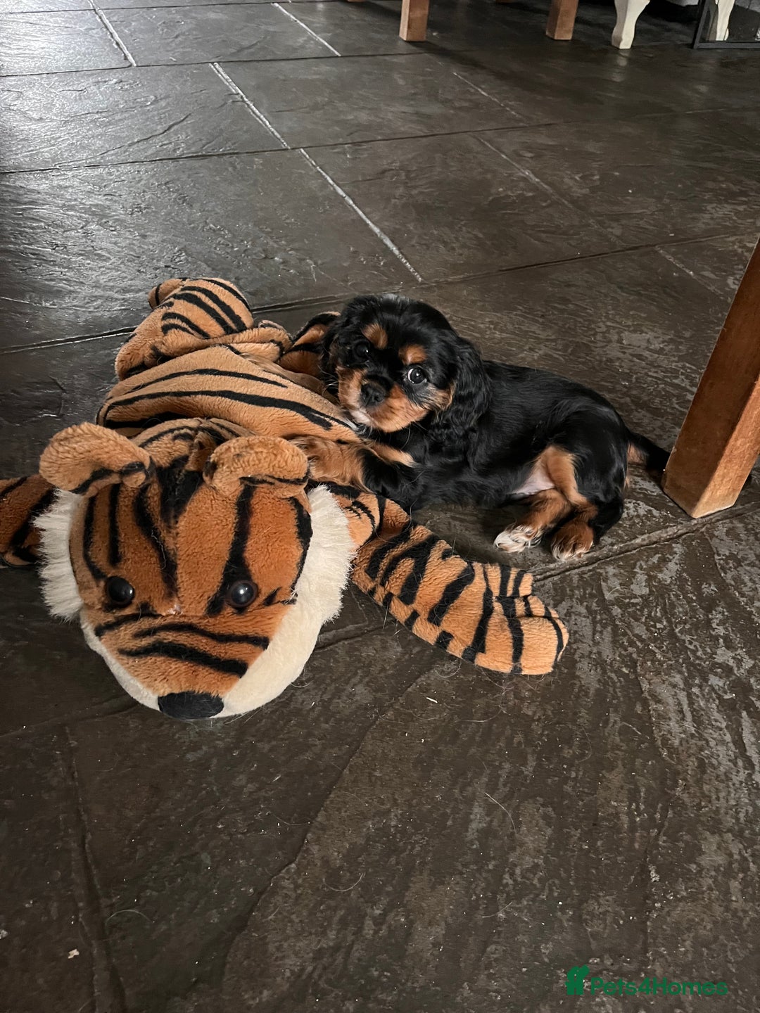 Cavalier King Charles Spaniel dogs for sale: Bundle of joy black n tan cavaliers - Advert 5