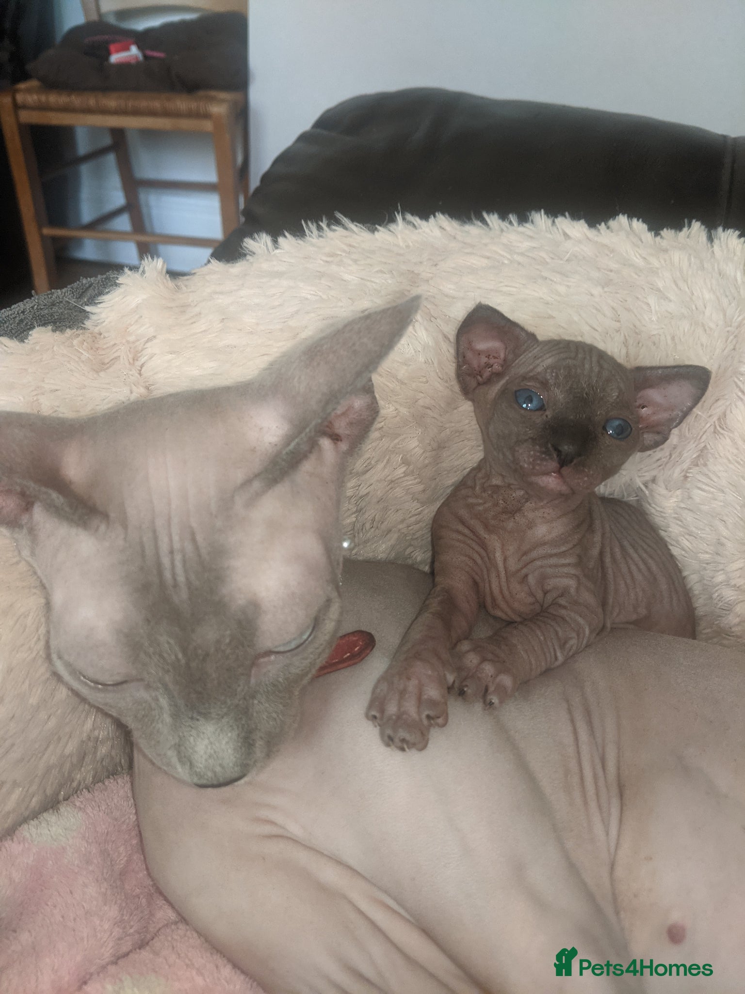 Sphynx cats Kittens with a sky blue eyes for sale - Advert 3