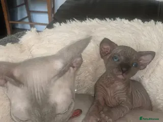 Sphynx cats Kittens with a sky blue eyes for sale - Advert 3