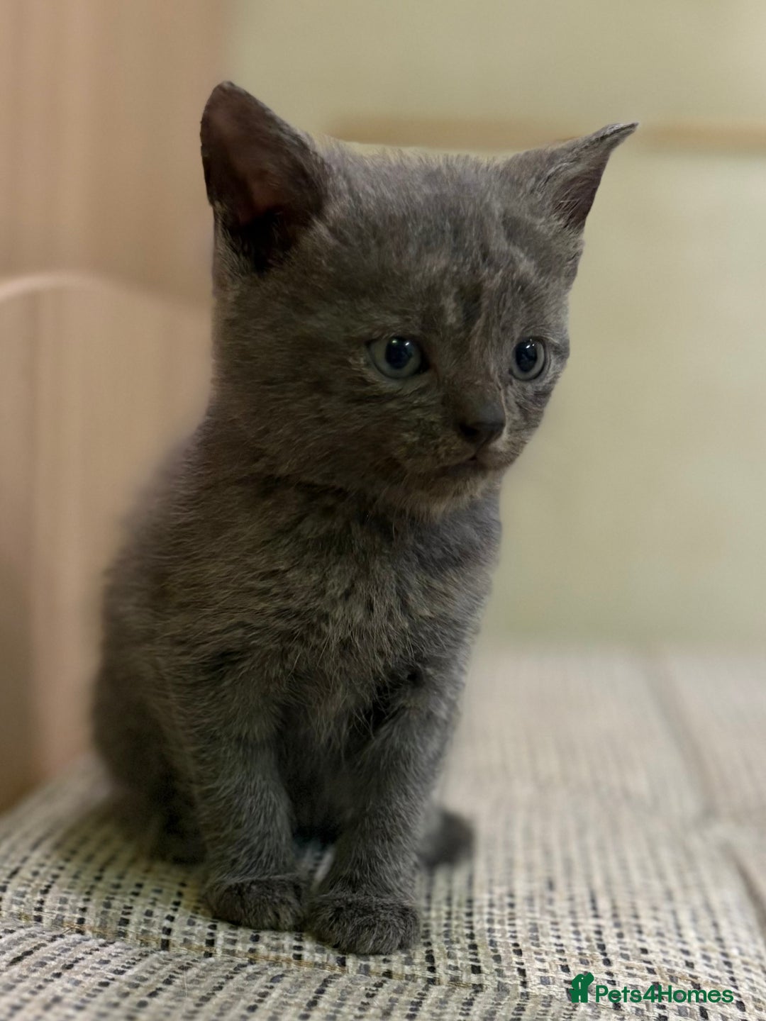 British Shorthair cats for sale: British Shorthair Kittens. - Advert 5